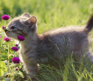 Small Kitten Smelling Flowers - Obrázkek zdarma pro 208x208