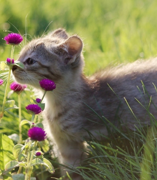 Kostenloses Small Kitten Smelling Flowers Wallpaper für Nokia Asha 308