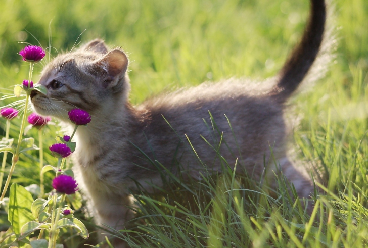 Обои Small Kitten Smelling Flowers