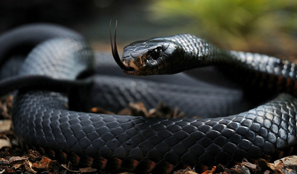 Das Black Snake Wallpaper 1024x600