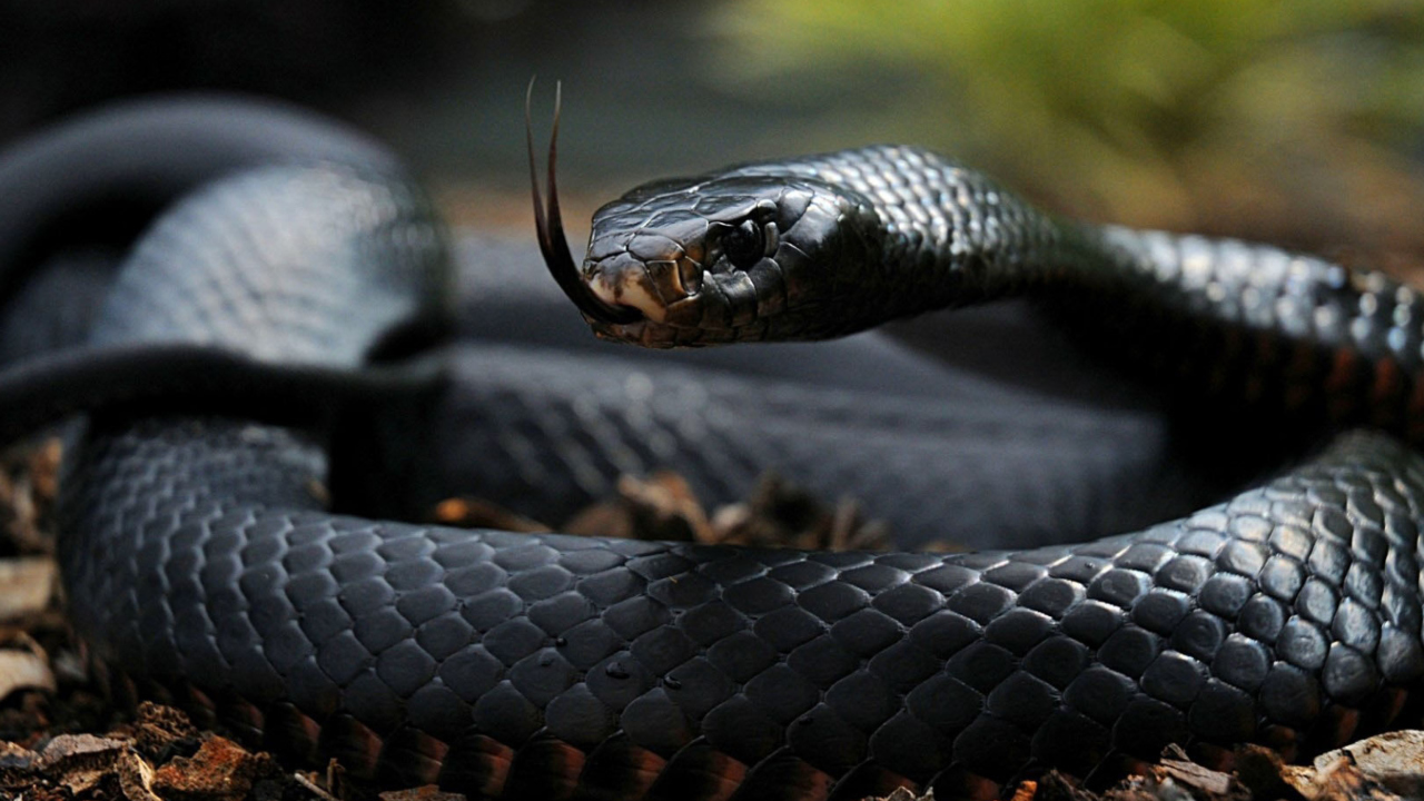 Fondo de pantalla Black Snake 1280x720