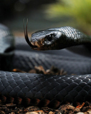 Обои Black Snake 128x160