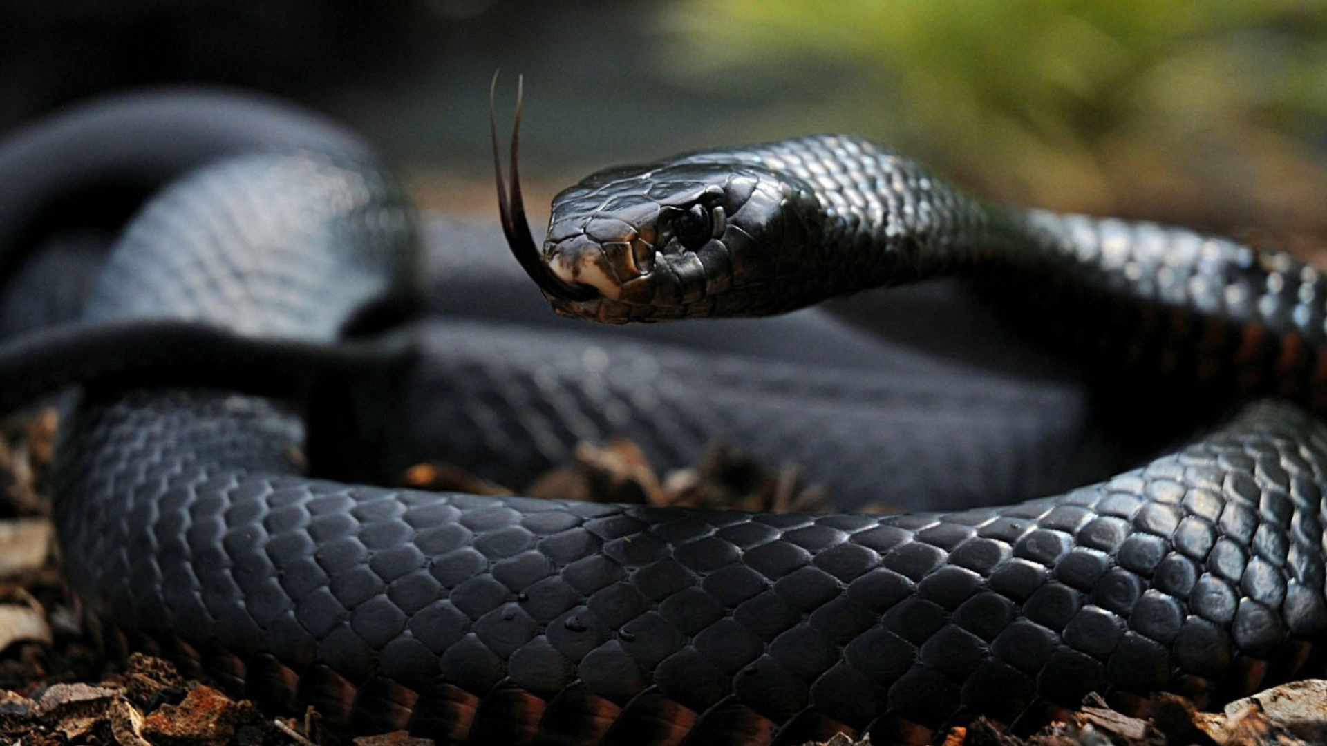 Sfondi Black Snake 1920x1080