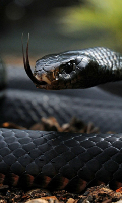 Black Snake screenshot #1 240x400