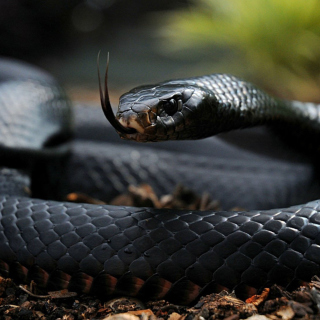 Black Snake - Obrázkek zdarma pro iPad 3