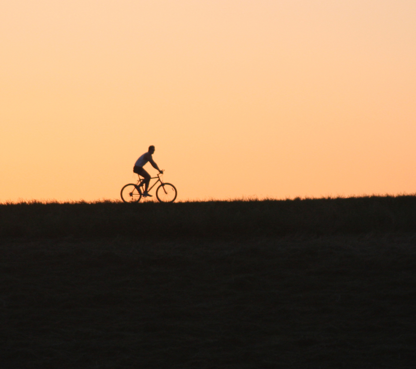 Bicycle Ride In Field wallpaper 1440x1280