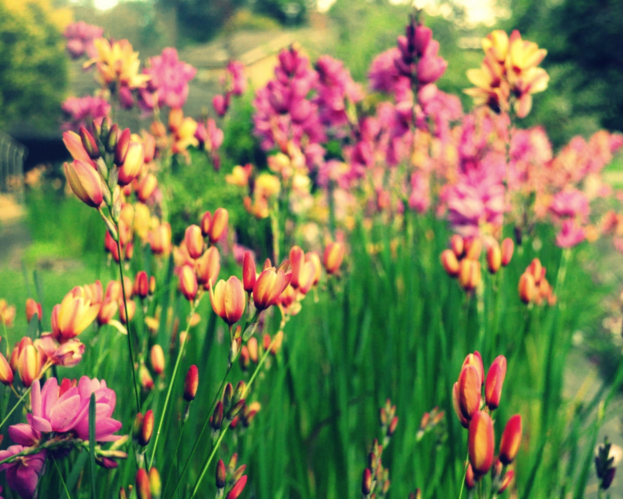 Обои Bunch Of Flowers 1280x1024