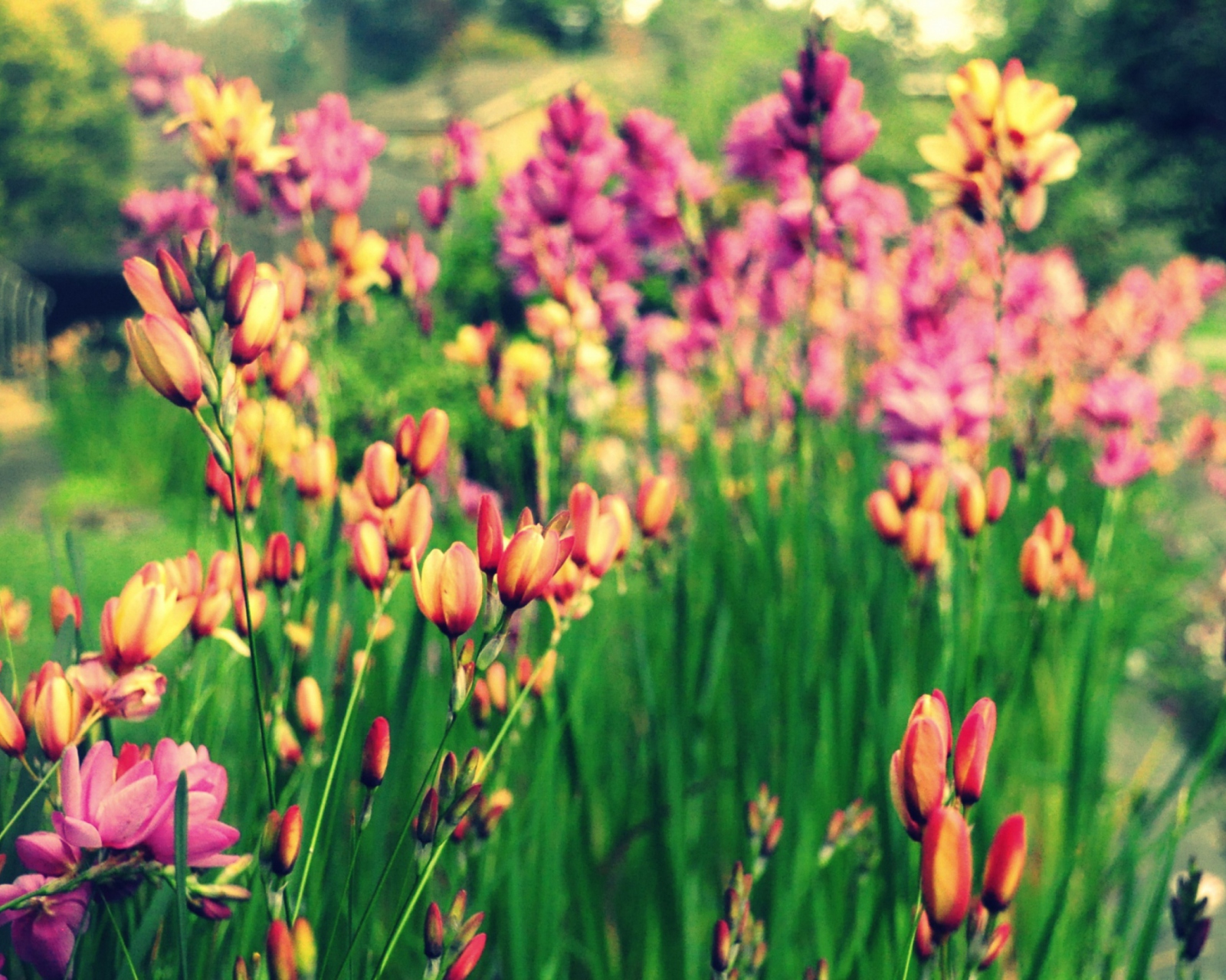 Bunch Of Flowers screenshot #1 1600x1280