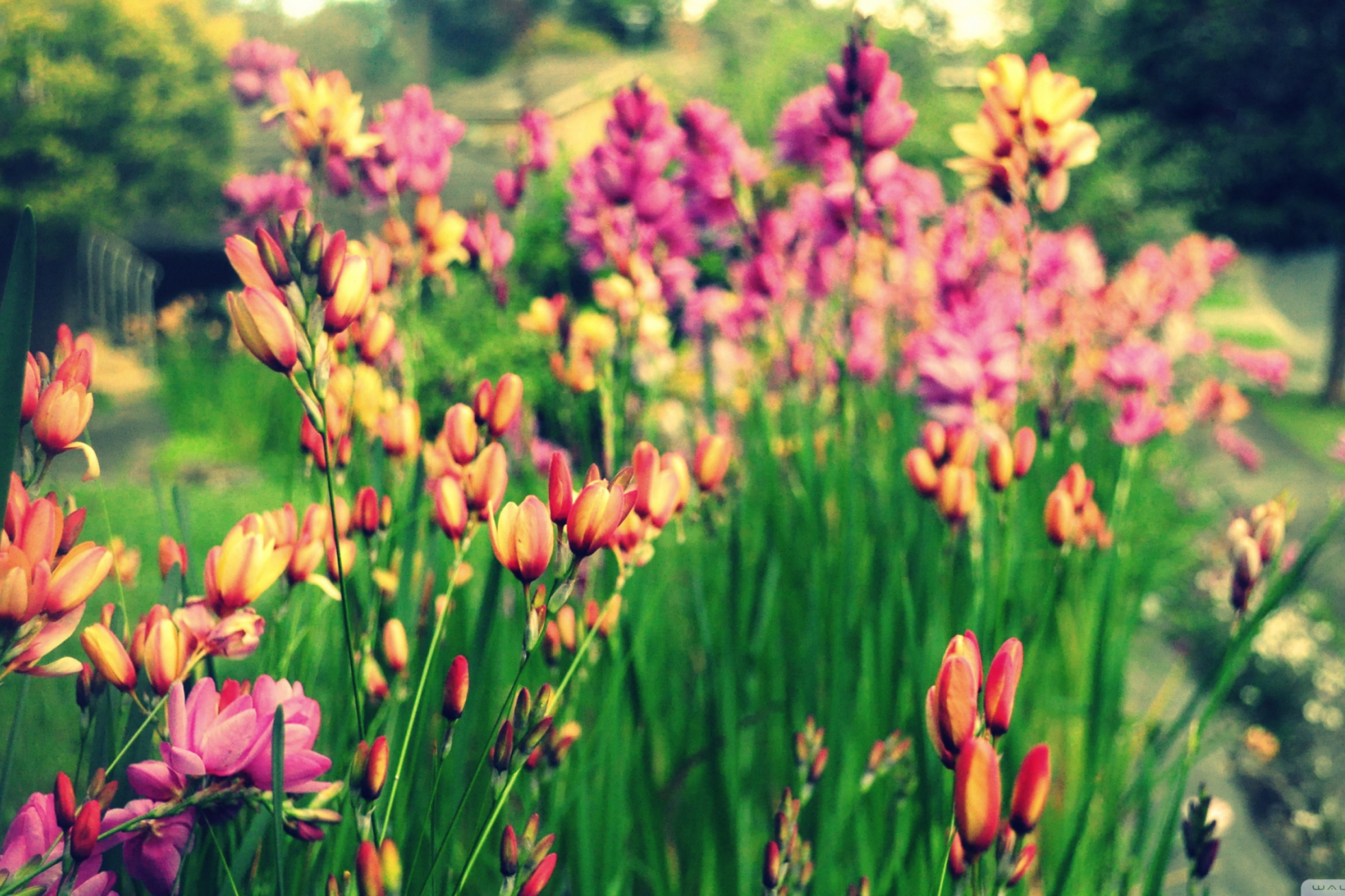 Screenshot №1 pro téma Bunch Of Flowers 2880x1920