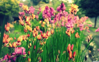 Bunch Of Flowers - Obrázkek zdarma pro Samsung Galaxy Ace 4