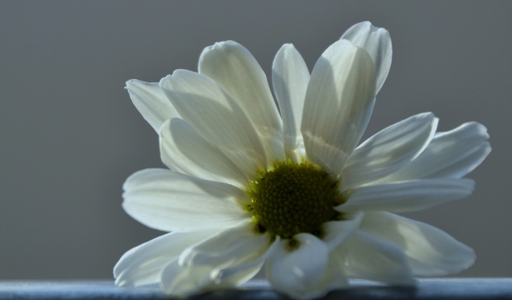 Screenshot №1 pro téma White Flower 1024x600