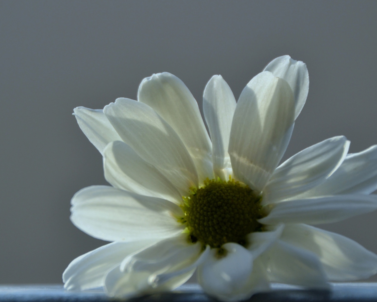 Screenshot №1 pro téma White Flower 1280x1024