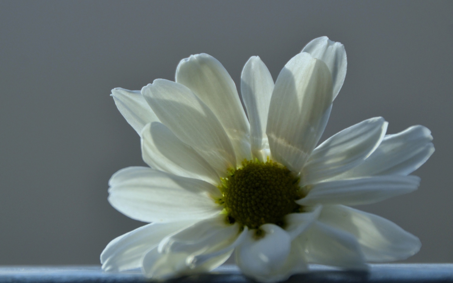 Sfondi White Flower 1440x900