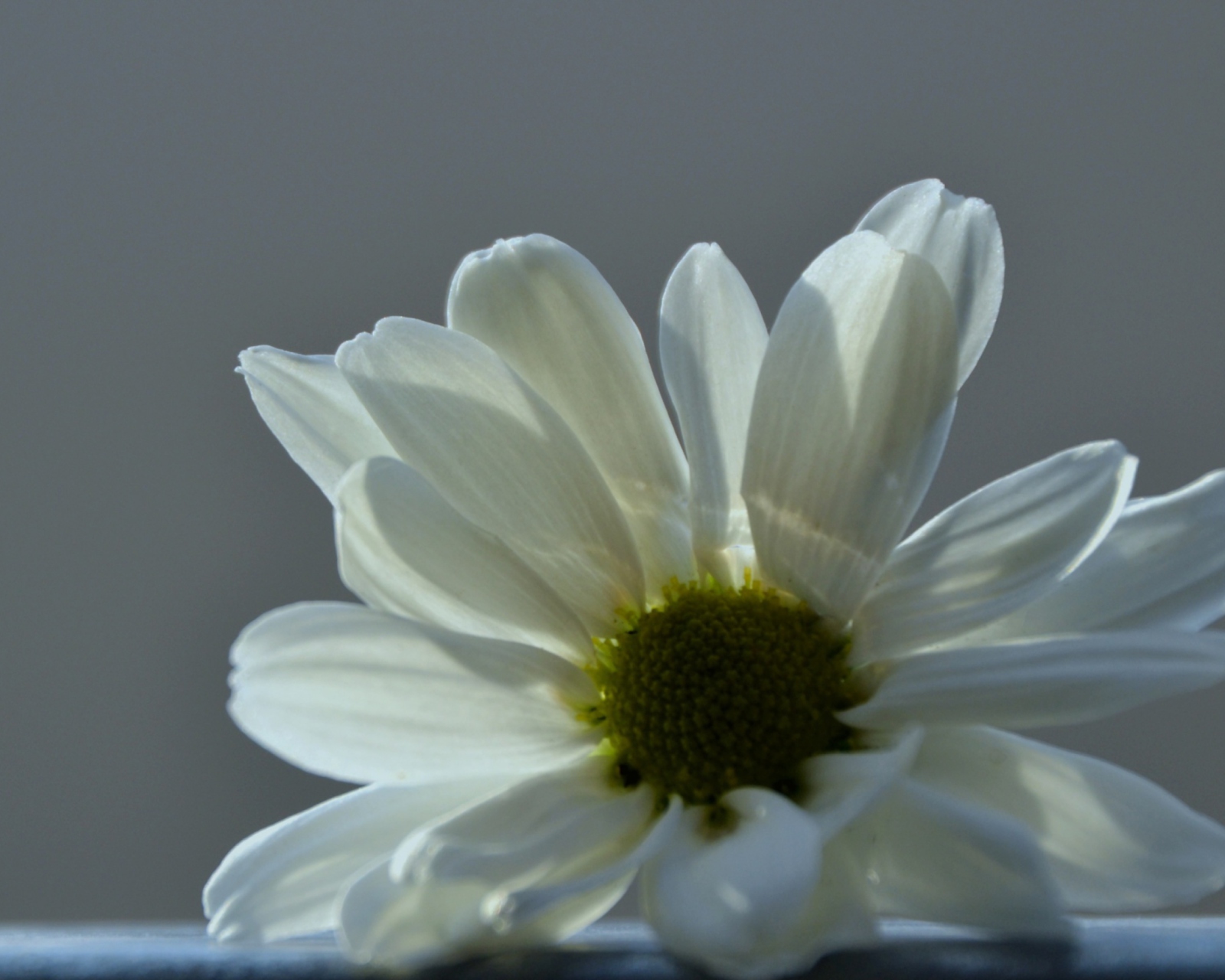 Screenshot №1 pro téma White Flower 1600x1280