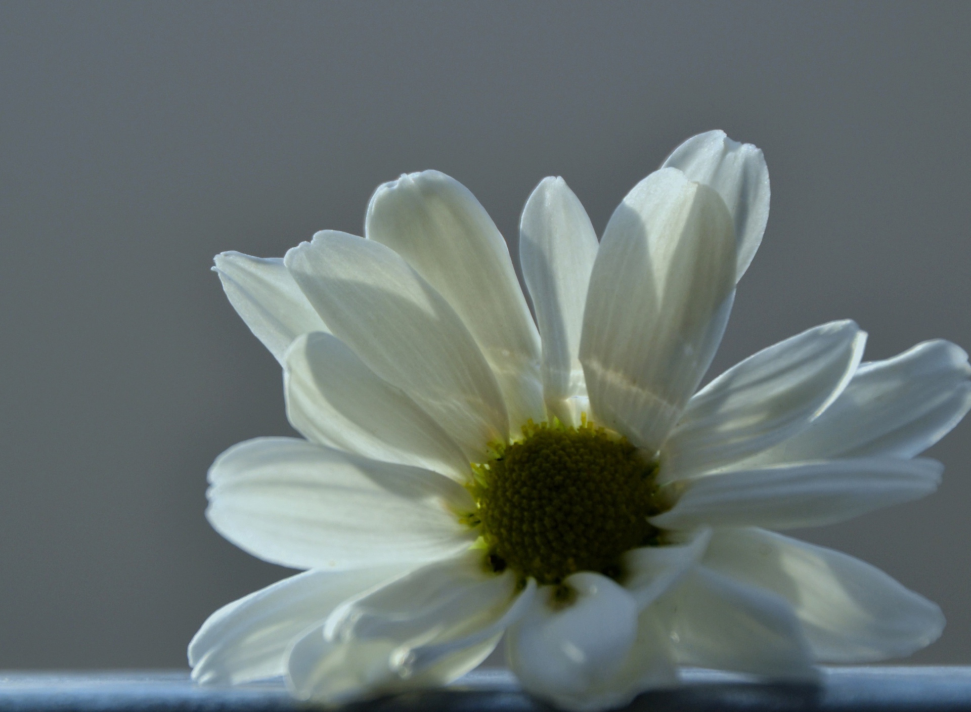 Обои White Flower 1920x1408