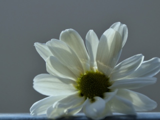 White Flower screenshot #1 320x240