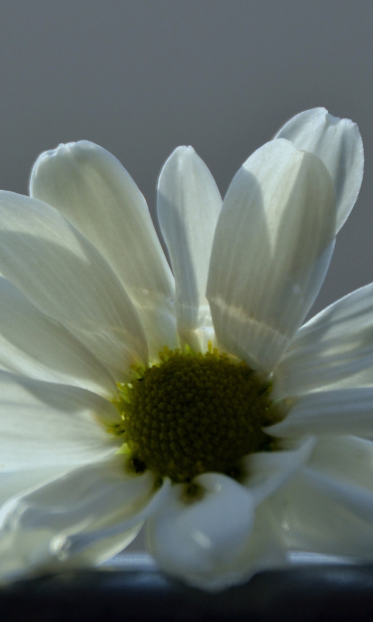 Screenshot №1 pro téma White Flower 768x1280