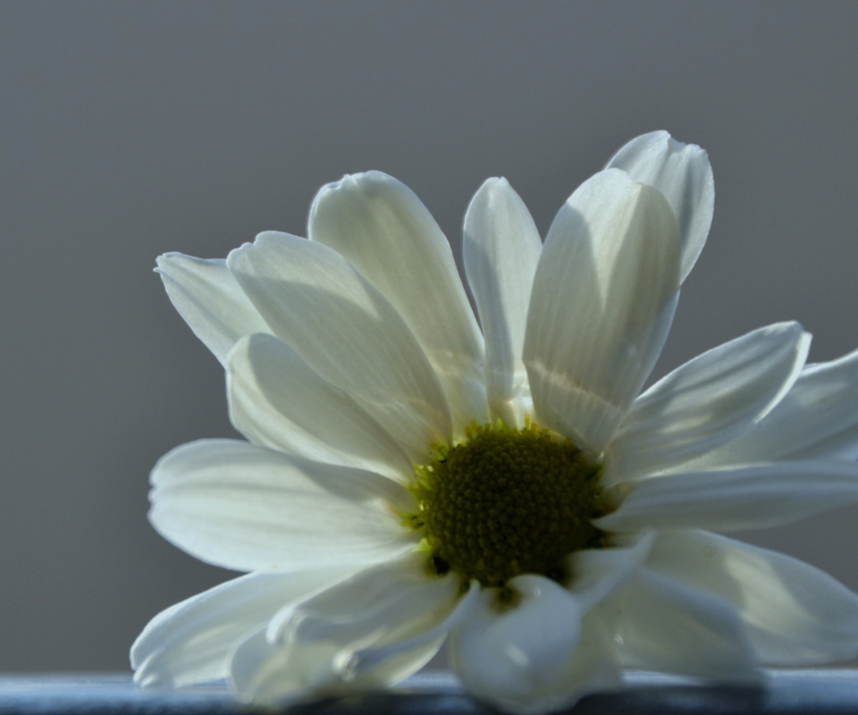 Sfondi White Flower 960x800