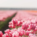 Field With Tulips screenshot #1 128x128