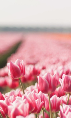 Field With Tulips wallpaper 240x400