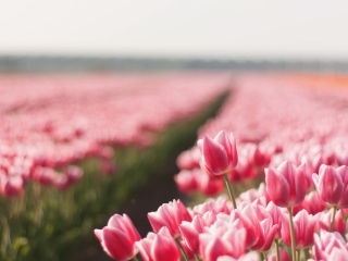 Field With Tulips wallpaper 320x240