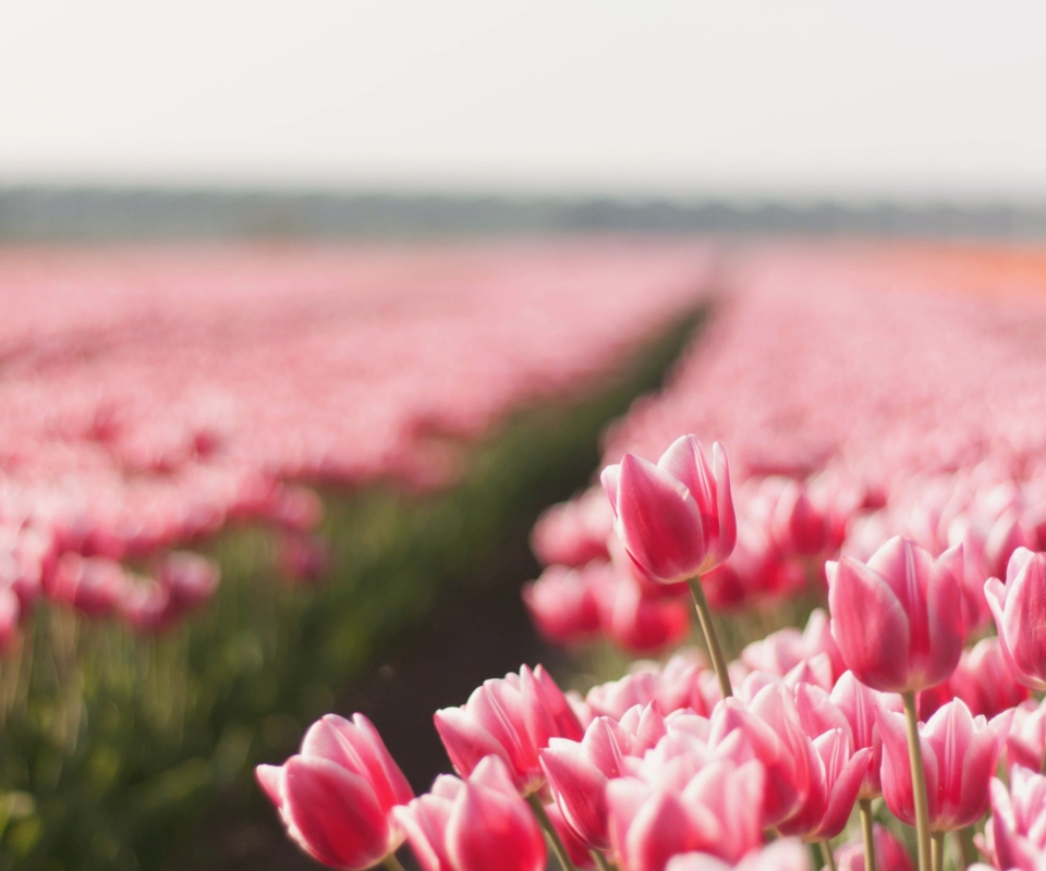 Field With Tulips screenshot #1 960x800