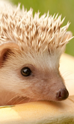 Screenshot №1 pro téma White Hedgehog 240x400