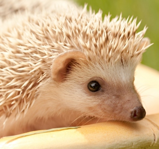 White Hedgehog - Obrázkek zdarma pro 2048x2048