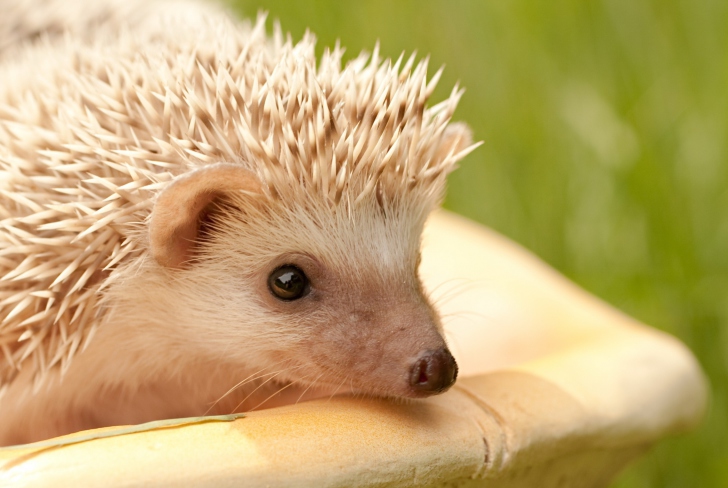 Screenshot №1 pro téma White Hedgehog