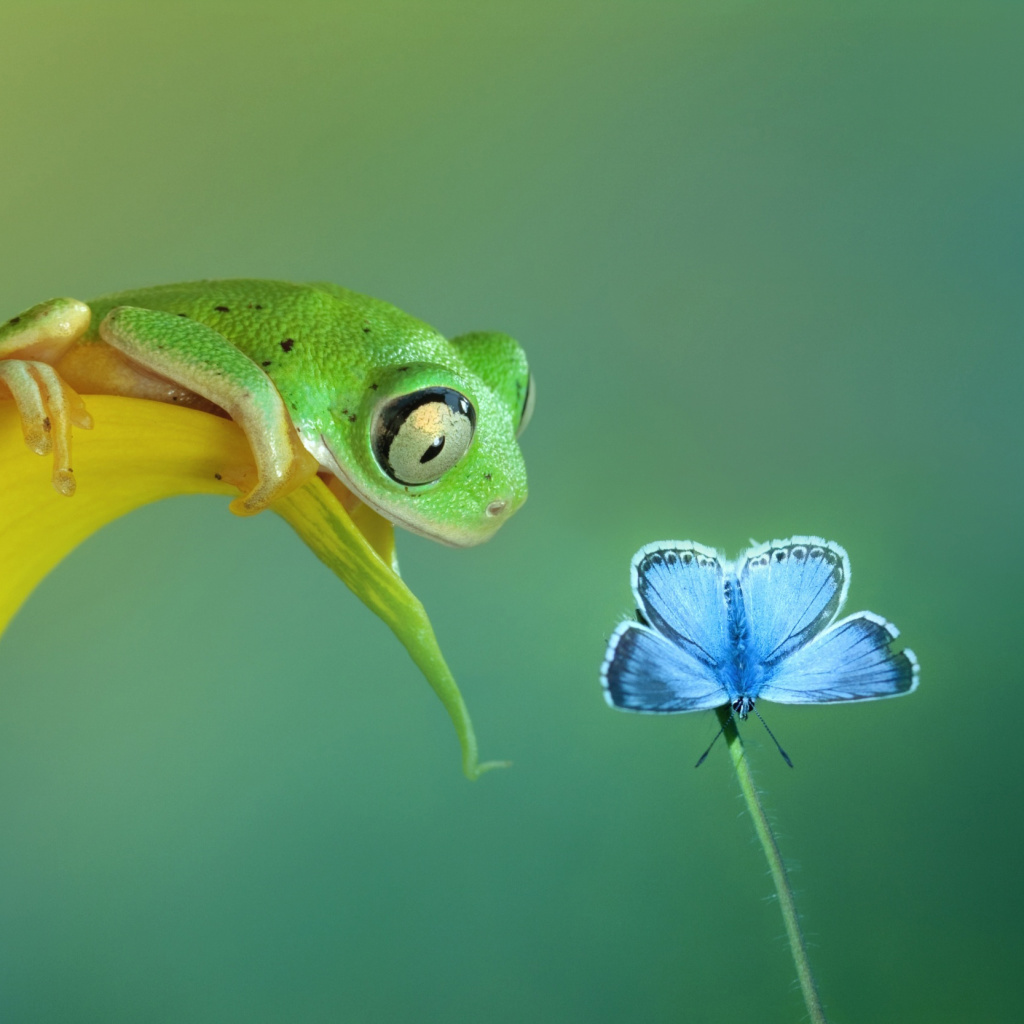 Fondo de pantalla Frog and butterfly 1024x1024