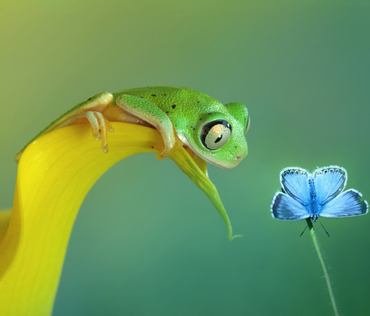 Das Frog and butterfly Wallpaper 1200x1024