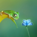 Обои Frog and butterfly 128x128