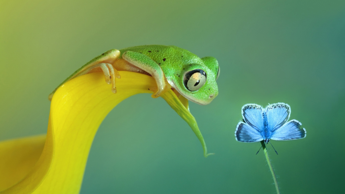 Fondo de pantalla Frog and butterfly 1366x768