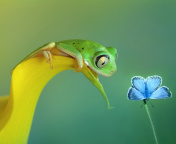 Обои Frog and butterfly 176x144