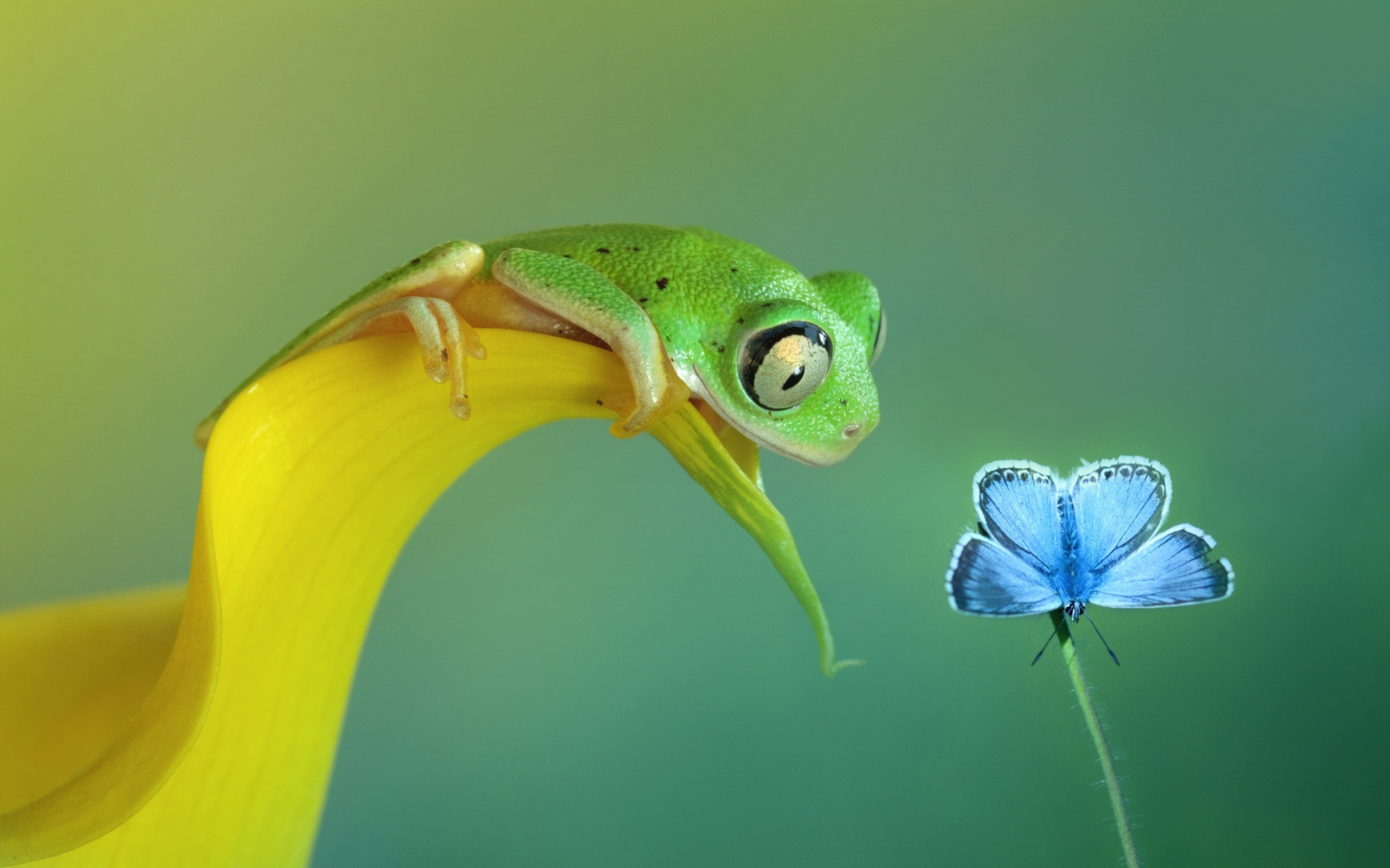 Обои Frog and butterfly 2560x1600