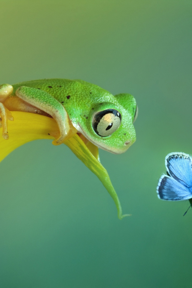 Sfondi Frog and butterfly 640x960