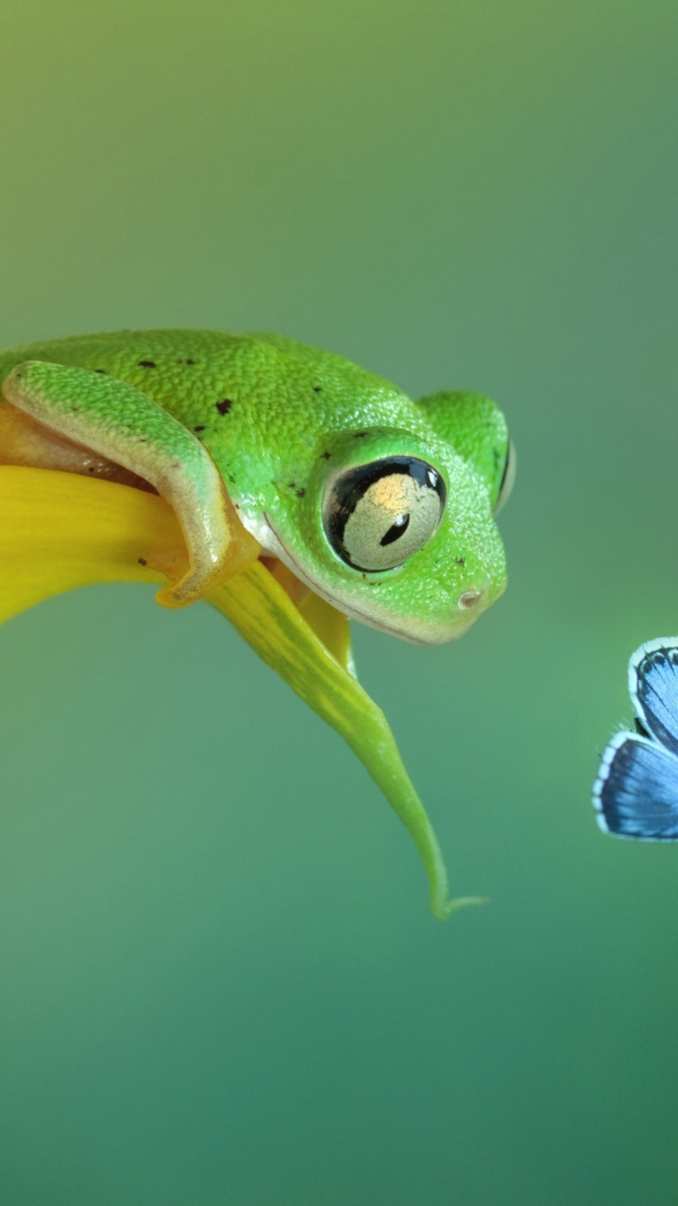 Fondo de pantalla Frog and butterfly 750x1334