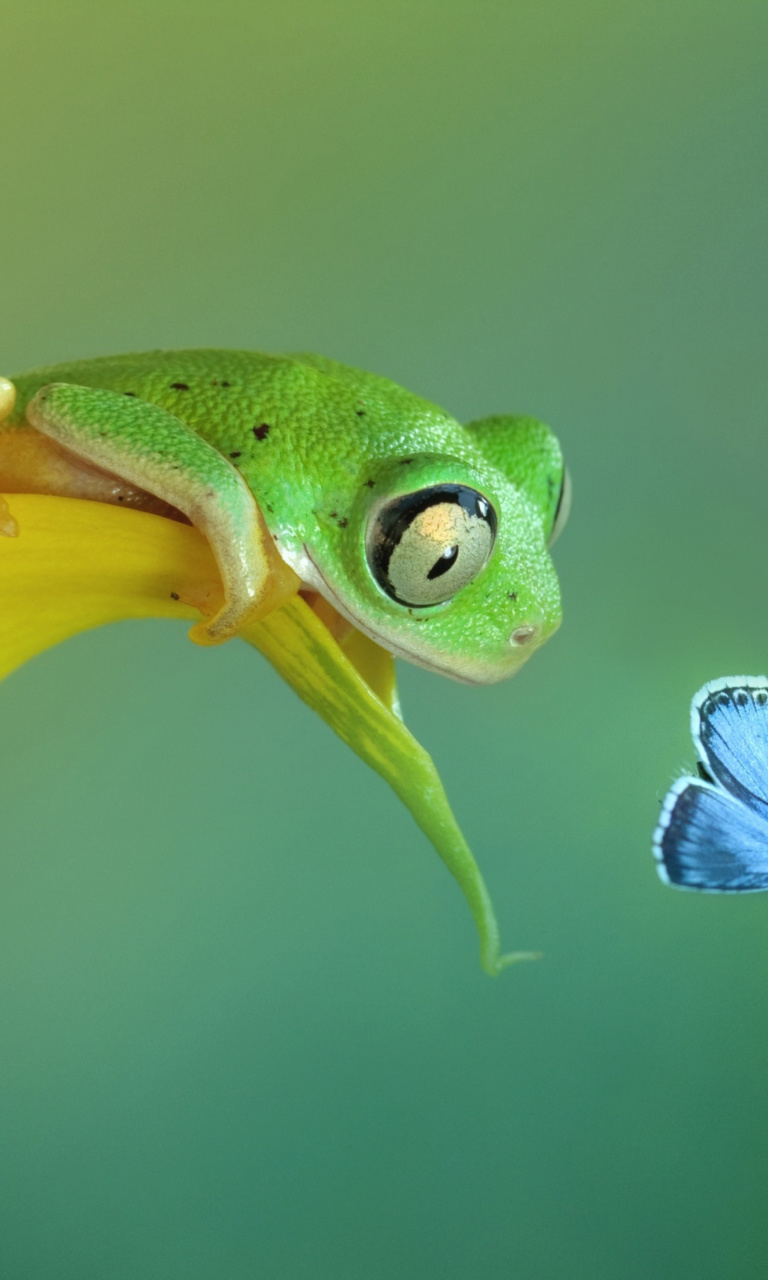 Fondo de pantalla Frog and butterfly 768x1280