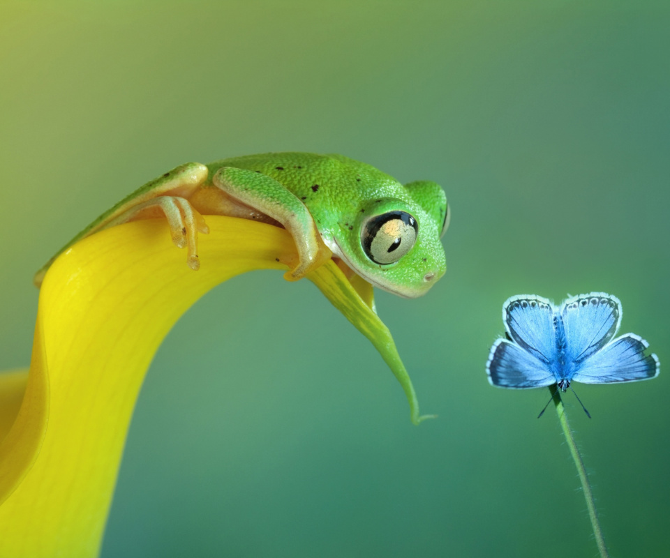 Das Frog and butterfly Wallpaper 960x800