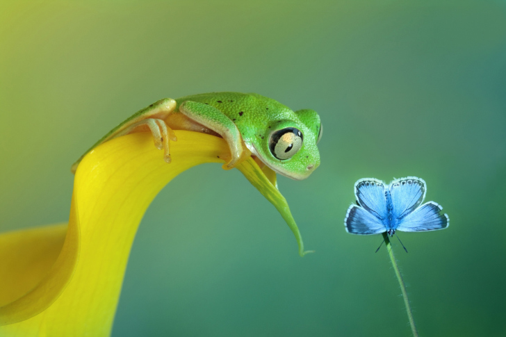 Frog and butterfly wallpaper