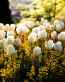 Fondo de pantalla White Tulips Field 128x160