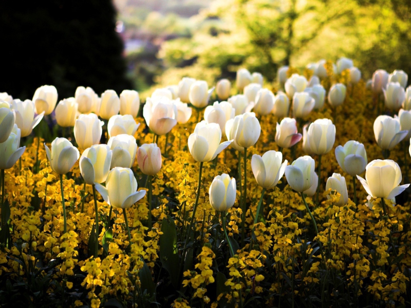 Sfondi White Tulips Field 800x600