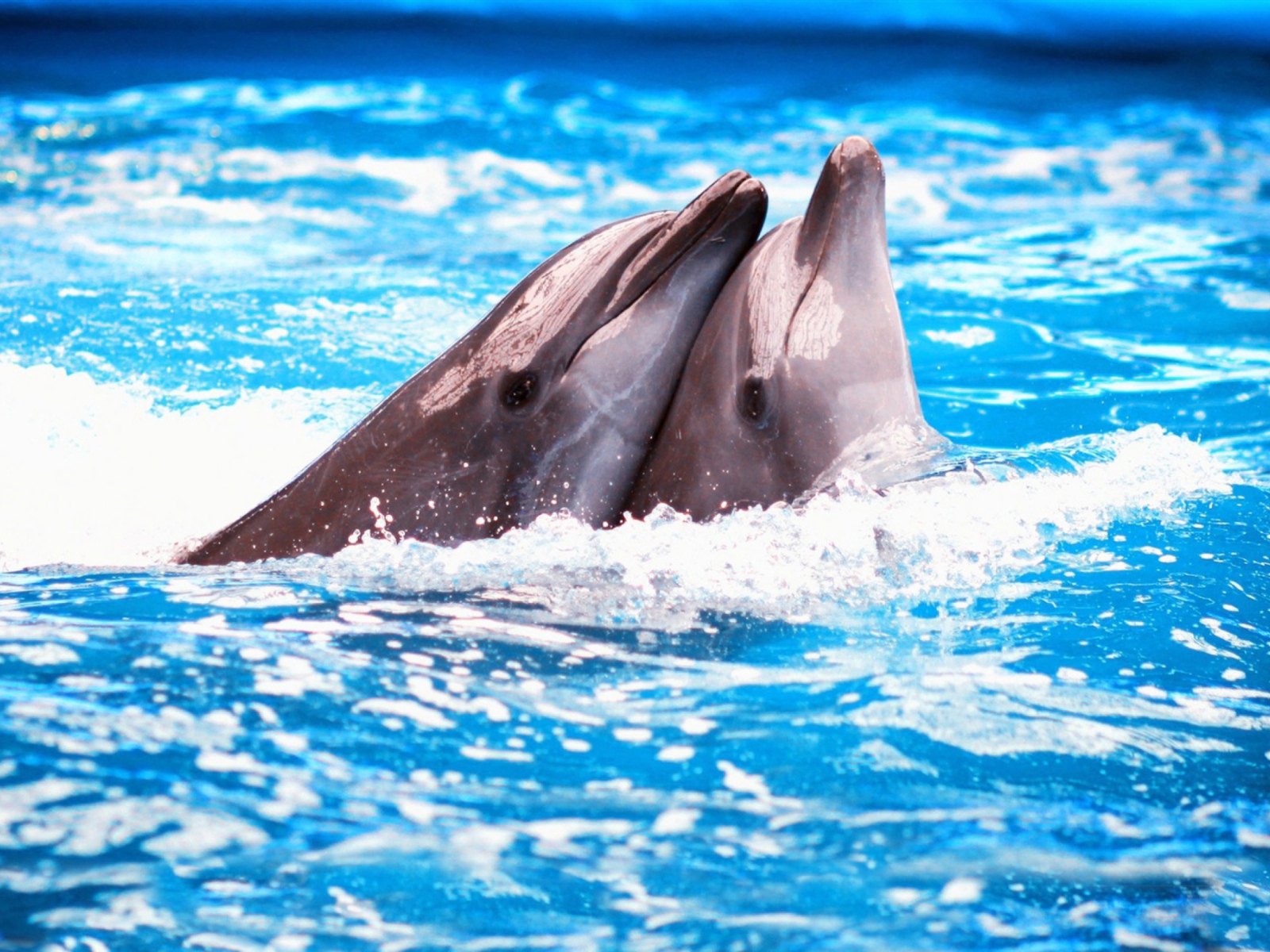 Dolphins Couple screenshot #1 1600x1200