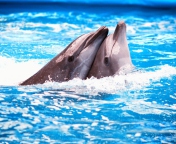 Dolphins Couple wallpaper 176x144