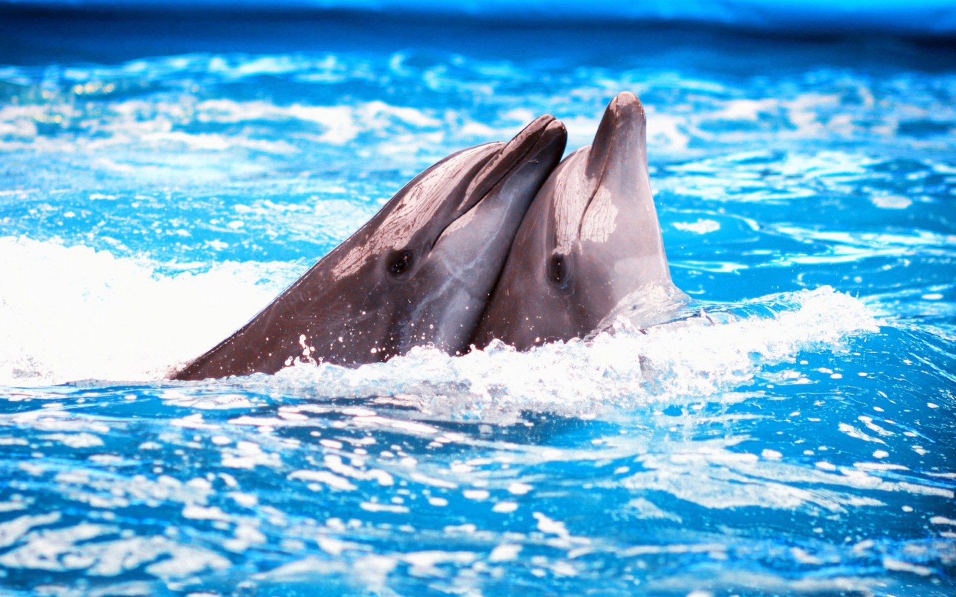 Dolphins Couple wallpaper 1920x1200