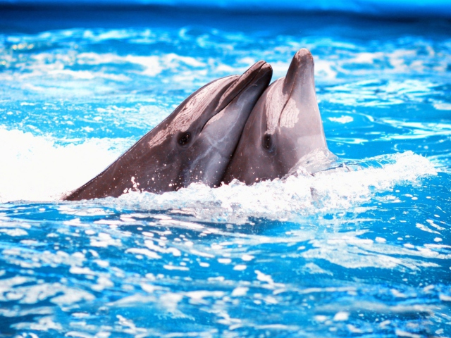 Dolphins Couple wallpaper 640x480