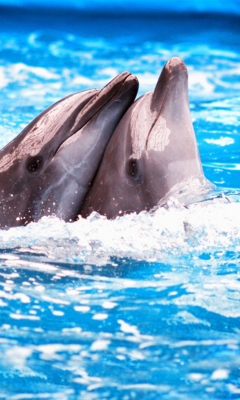Sfondi Dolphins Couple 768x1280
