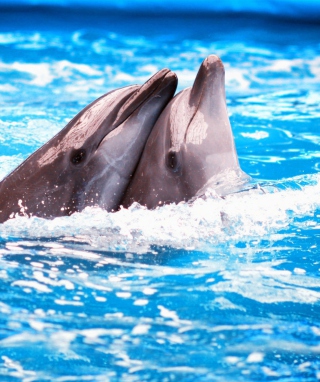 Dolphins Couple sfondi gratuiti per 640x960