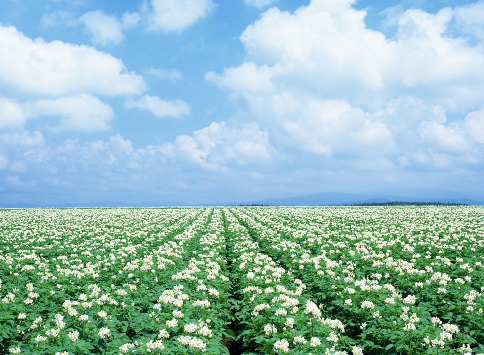 Screenshot №1 pro téma Potato Field 1920x1408