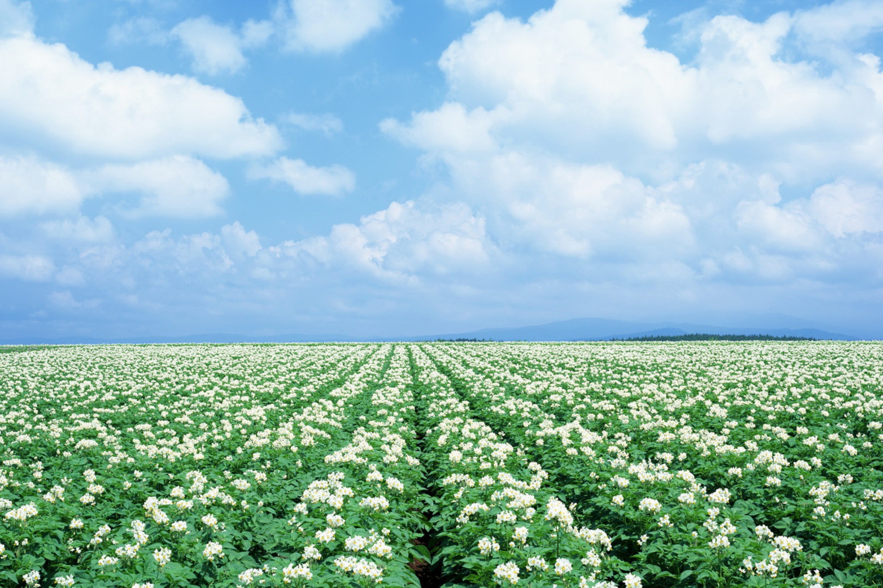 Fondo de pantalla Potato Field 2880x1920